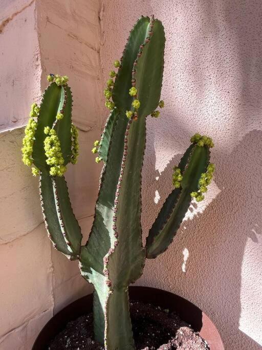 Casa Cactus Paraiso Парке-Оландес Экстерьер фото